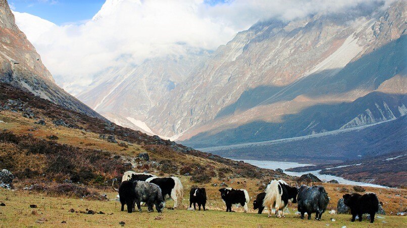 랑탕 국립공원(Langtang National Park)