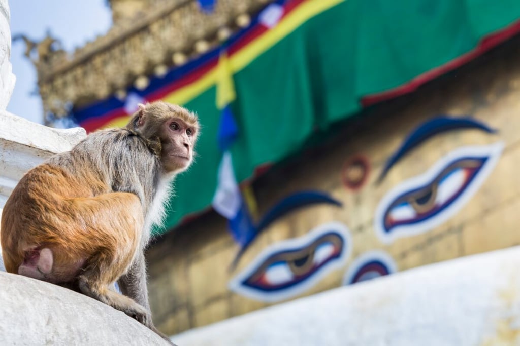 스와얌부나트 사원(Swayambhunath Stupa)